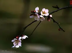 梅斯奥尔苏托汉卡新屈很古阿尔莱欧赞希兰转