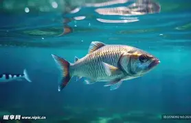 鱼人队助教发言激昂,球员精神面貌焕然 鱼人队助教发言激昂,球员精神面貌焕然